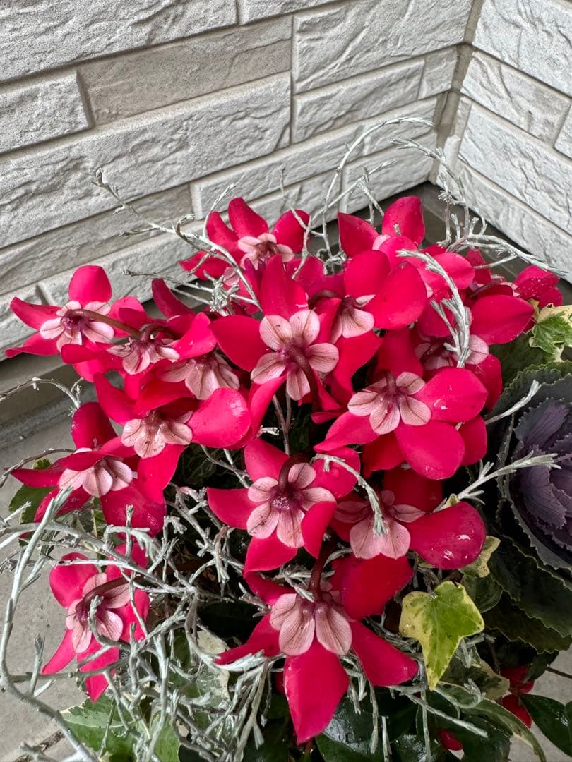 寄せ植え　花■季節の花のブリコラージュフラワー