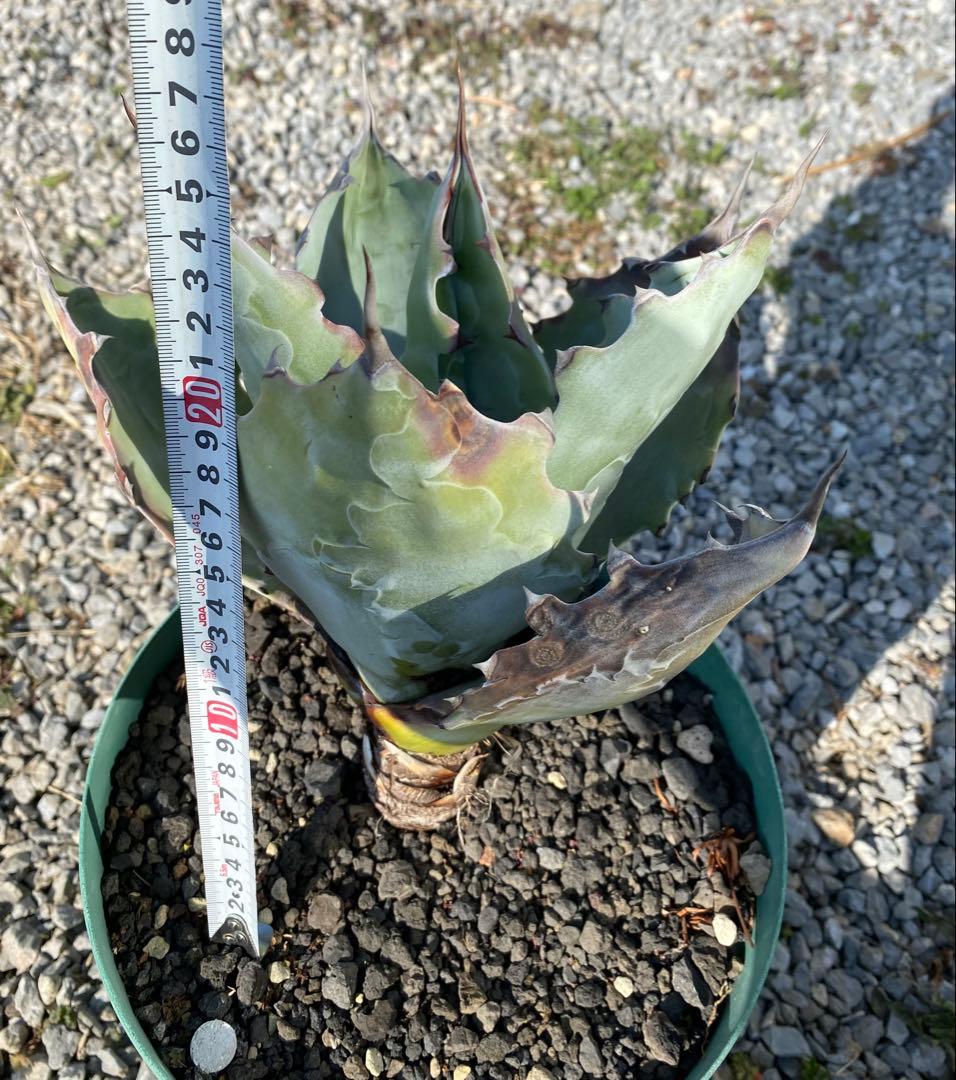 アガベ　コロラータ　幹立　大株