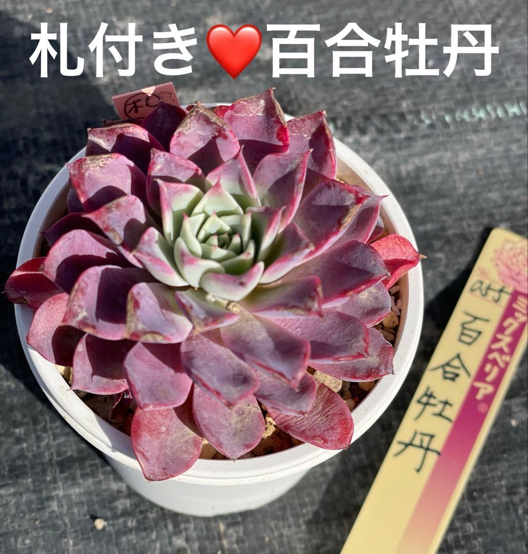 百合牡丹❤️札付き❤️ミックスベリア　おらいさん苗　多肉植物