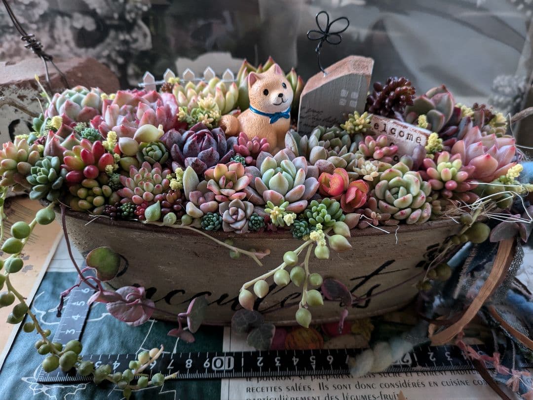 多肉植物 そのまま飾れる 大きな寄せ植え❁⃘*.゜わんちゃんの箱庭風❁⃘*.゜