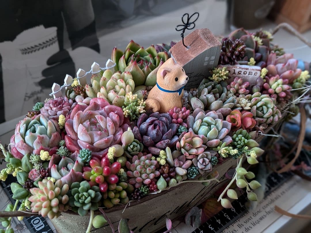 多肉植物 そのまま飾れる 大きな寄せ植え❁⃘*.゜わんちゃんの箱庭風❁⃘*.゜