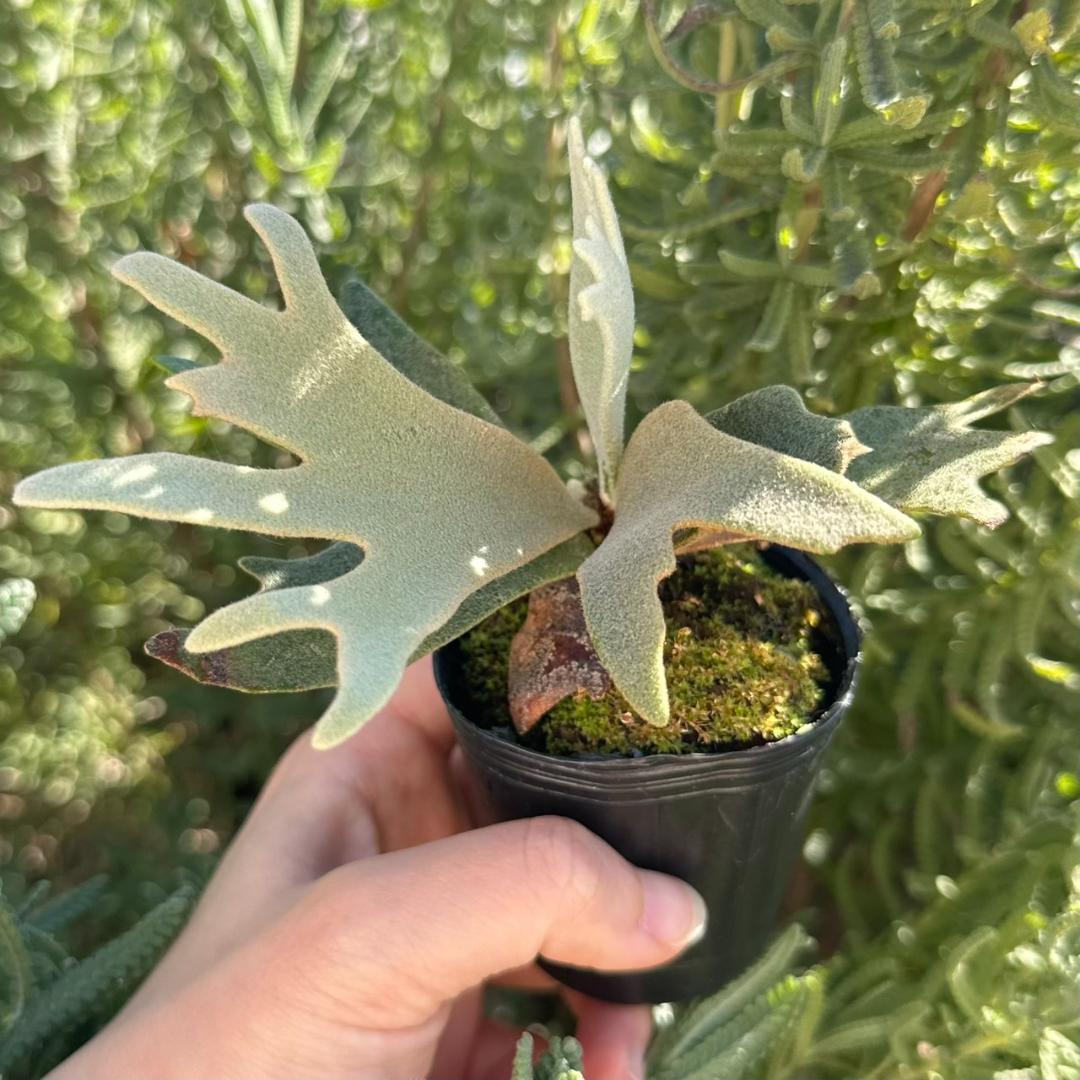 P. willinckii ’Jenny’ TC 3405