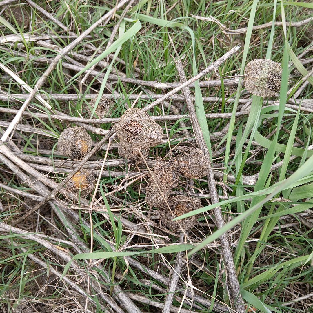 食用ほおずき　挿し穂　挿し木　挿し枝　根なし　ネコポス箱