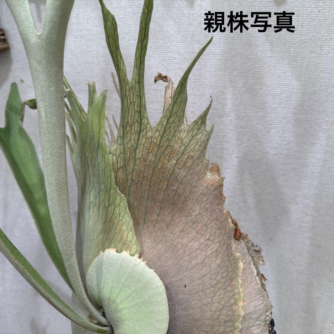 【トキントキンの一級品】veitchii wild ①