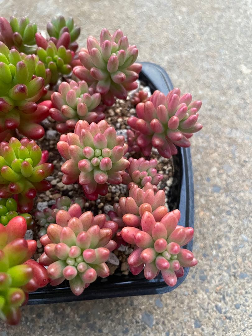 ☆ご確認用☆ 虹の玉　オーロラ