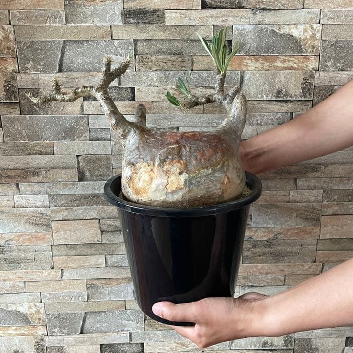 人気種　パキポディウム　グラキリス　  塊根植物　コーデックス