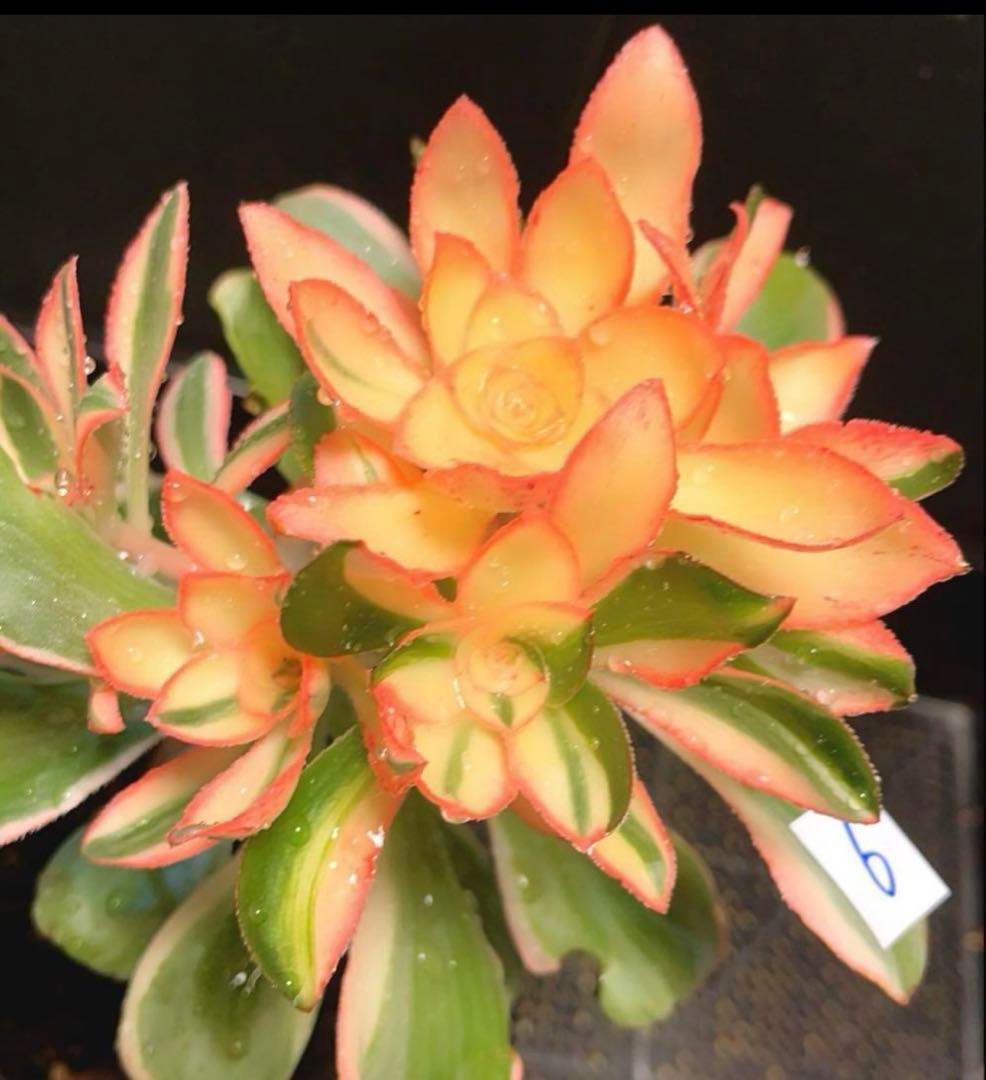 6#多肉植物アエオニウム錦❤️ 燕姿錦❤️7頭20cm拔き苗