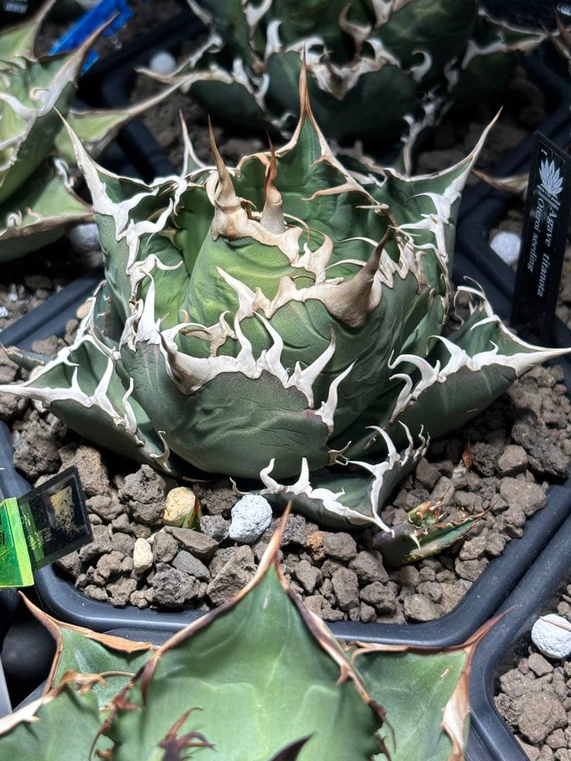 写真現物　アガベ　チタノタ　オテロイ実生