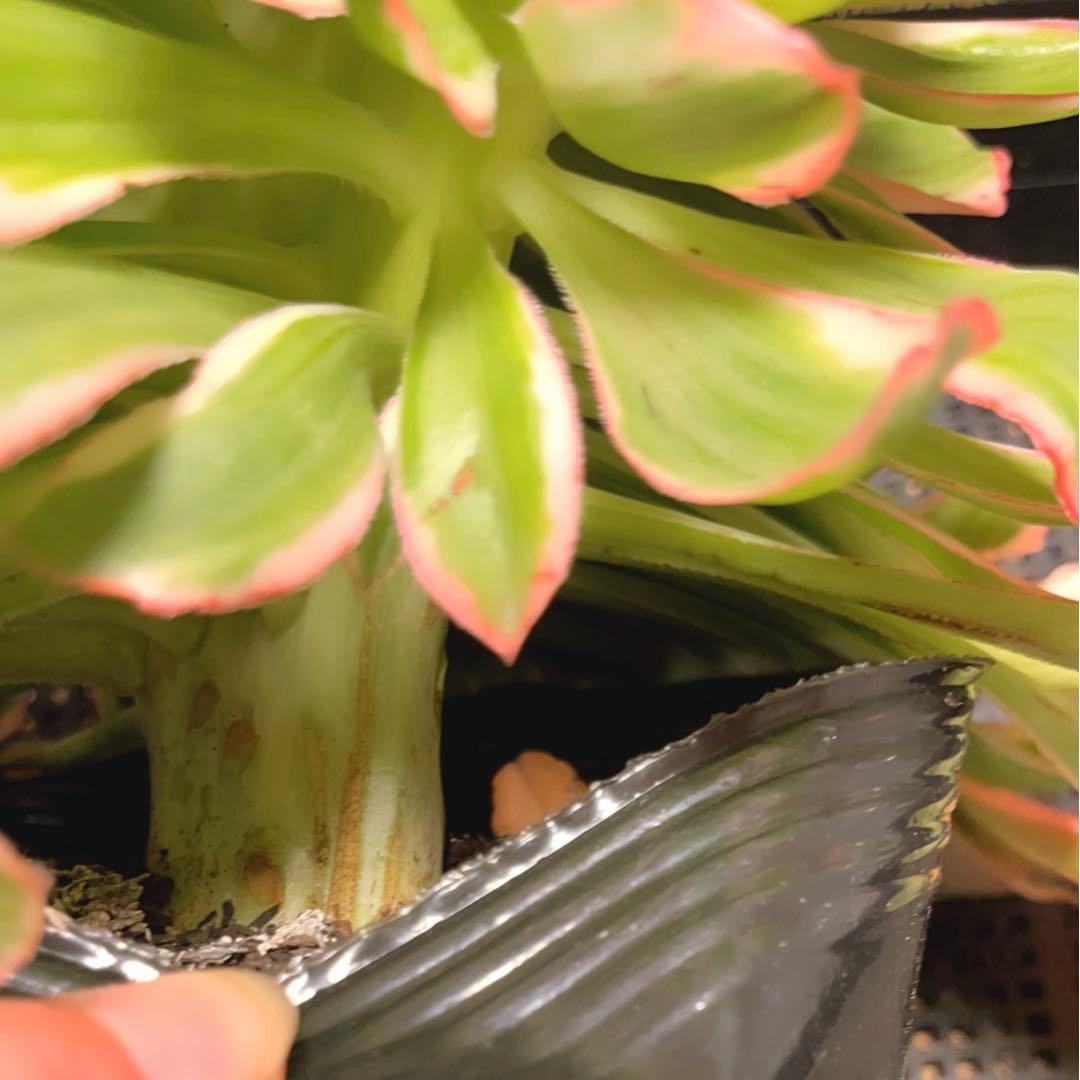 95#多肉植物アエオニウム錦❤️燕姿錦缀化❤️ ヨンジャ錦セッカ ❤️29cm拔き苗