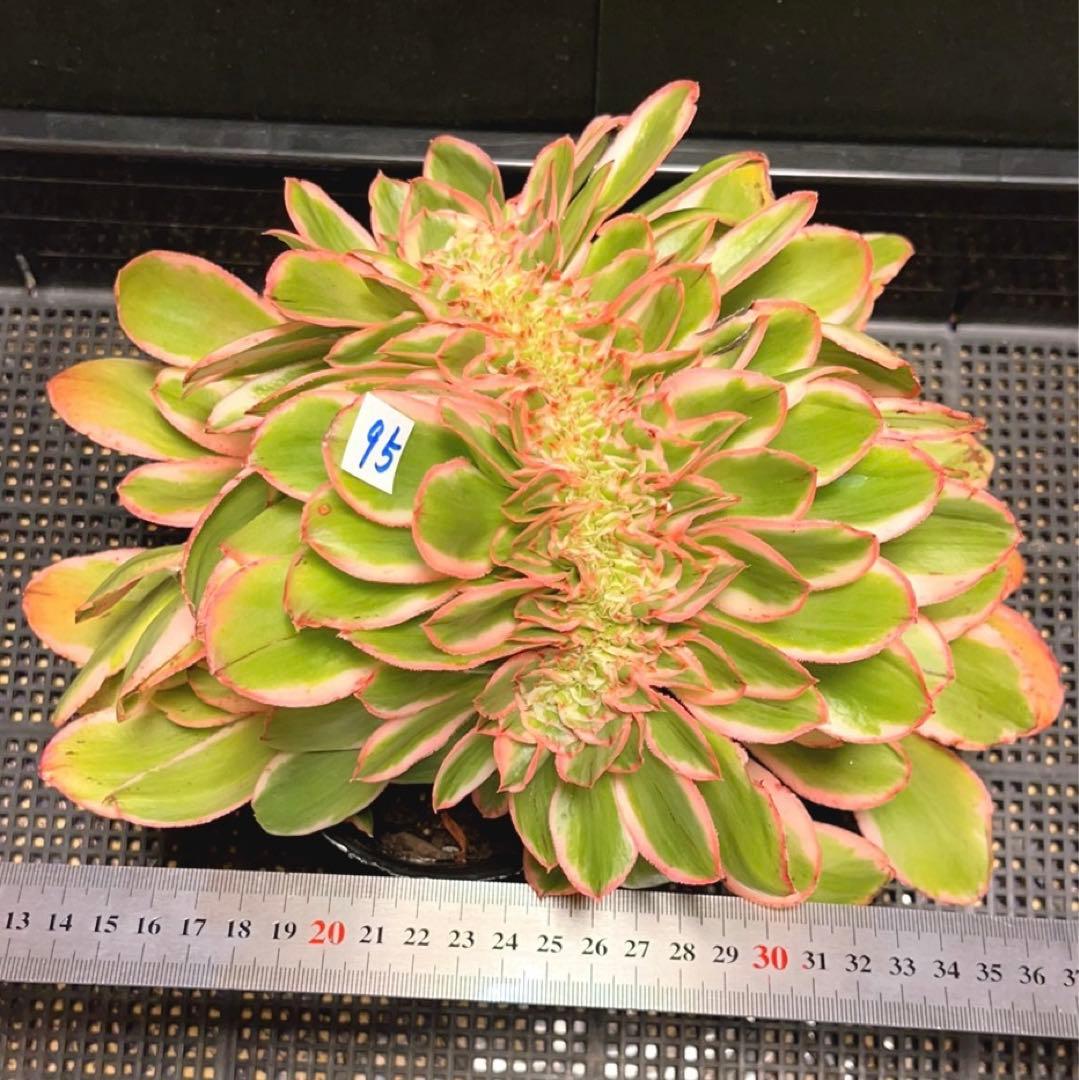 95#多肉植物アエオニウム錦❤️燕姿錦缀化❤️ ヨンジャ錦セッカ ❤️29cm拔き苗