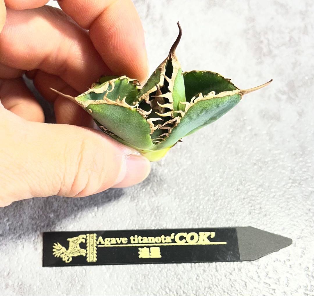 アガベ　チタノタ　追星 'COK' タグ付き