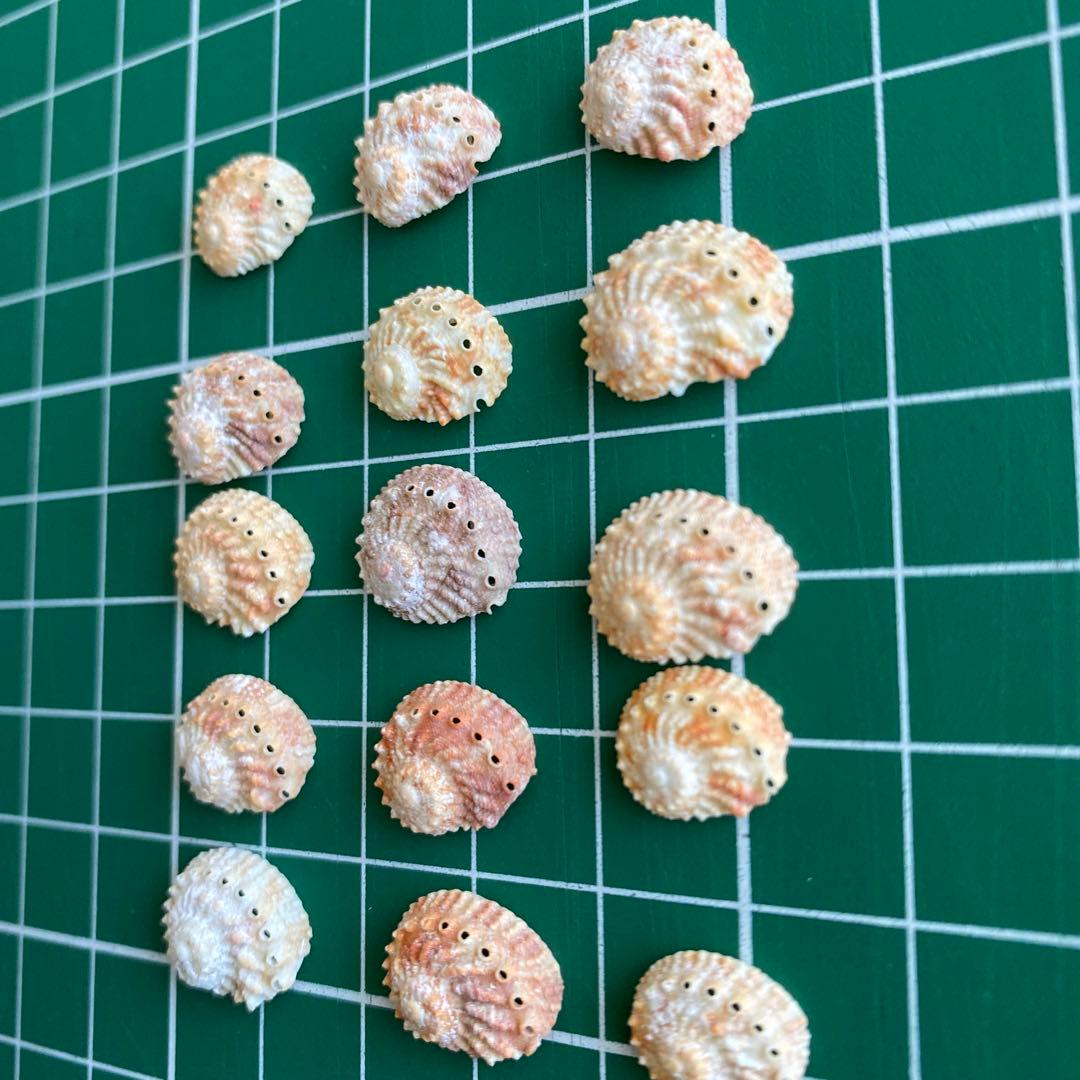 アザミアワビ　タヒチ産　15個　コレクター　置物