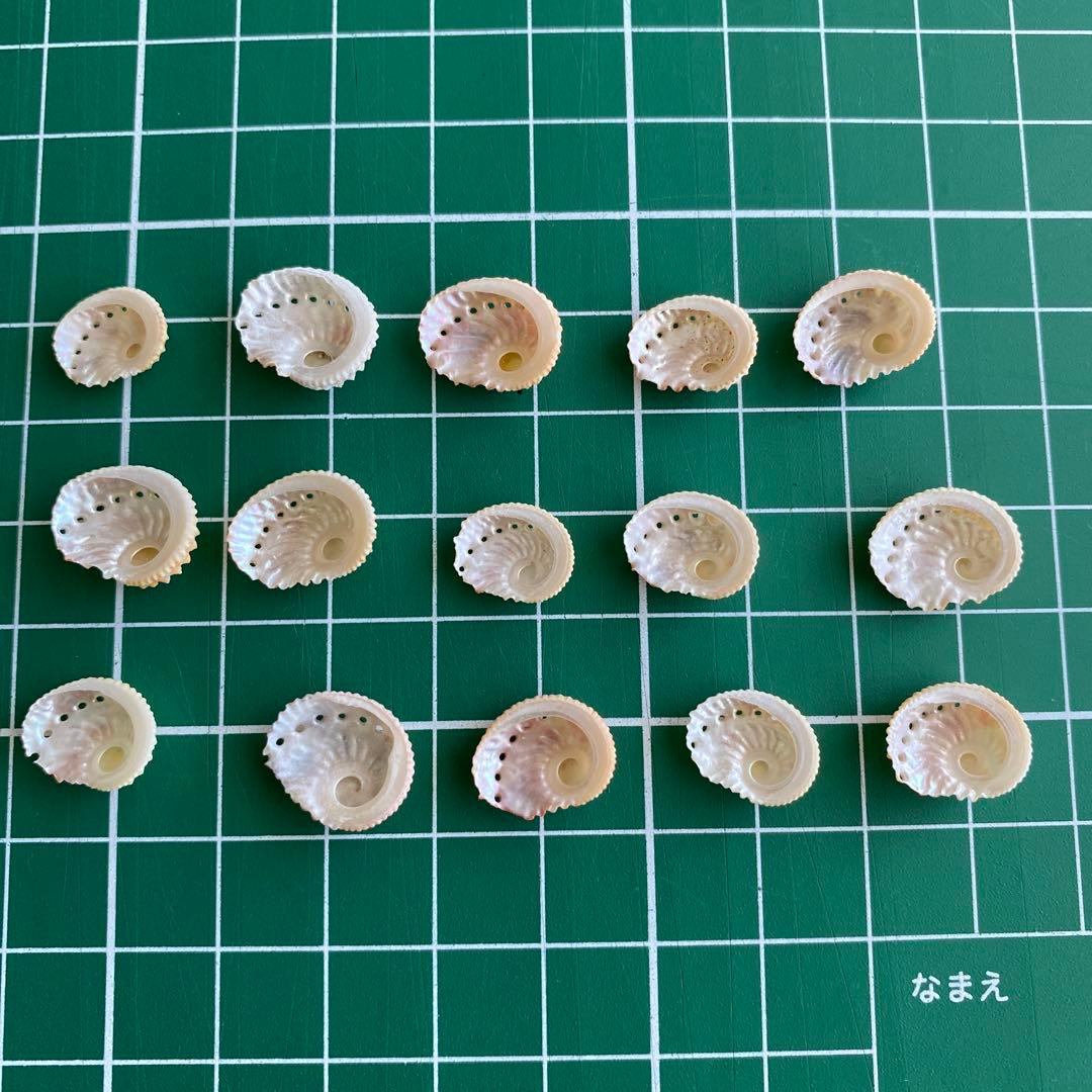 アザミアワビ　タヒチ産　15個　コレクター　置物