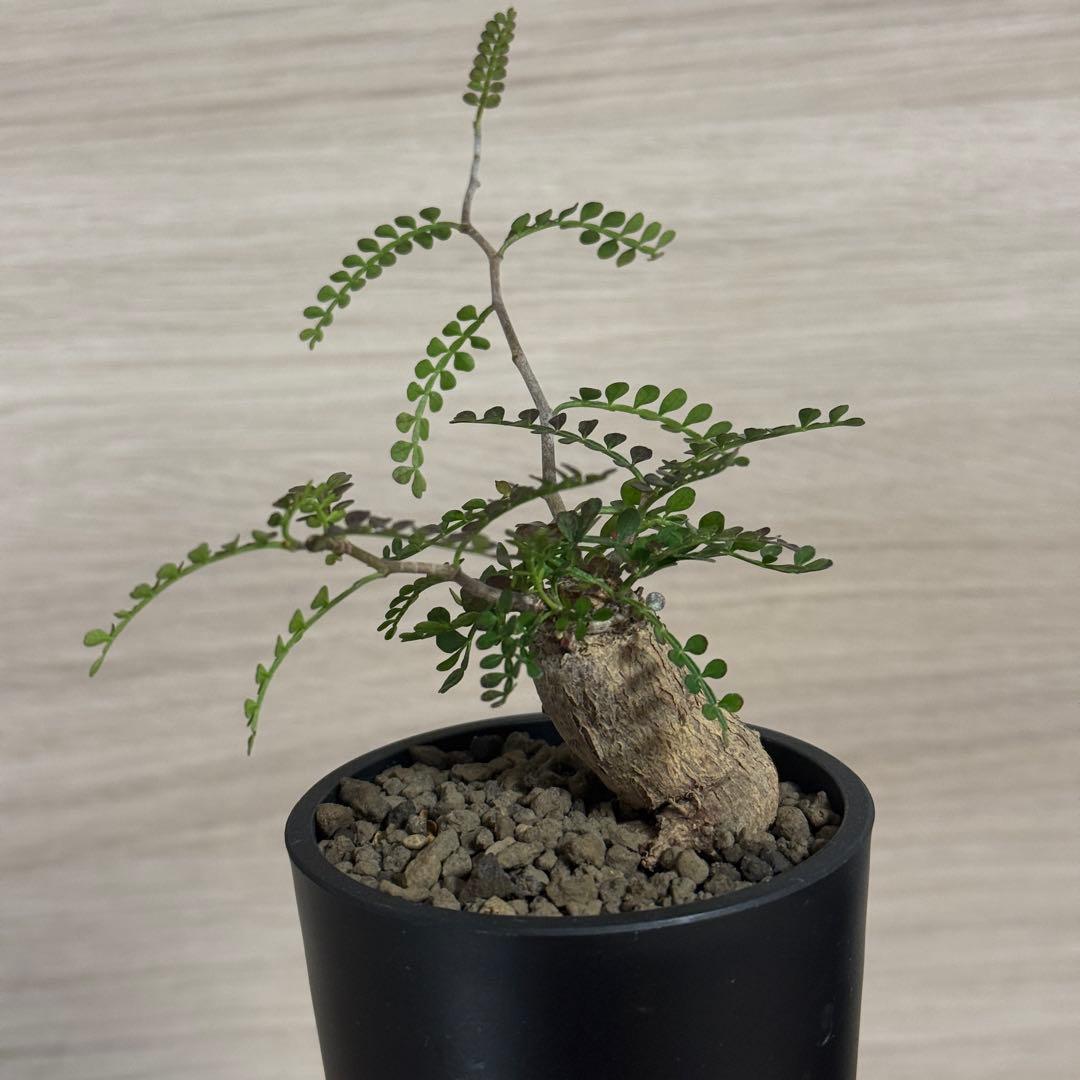 オペルクリカリア パキプス パワータンク根差し maceta鉢植え済み