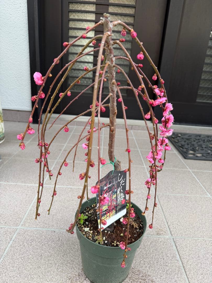 枝垂れ梅苗木　鉢ごと発送
