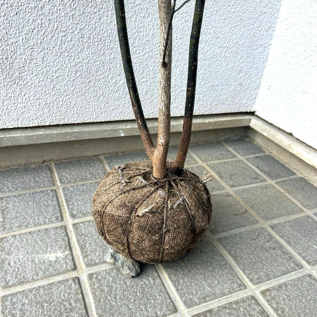 クロモジ（根巻き苗）黒文字　クロモジ苗木
