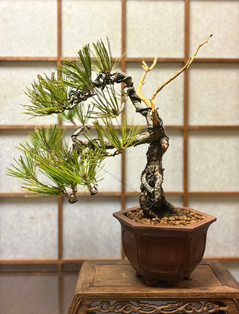 赤松盆栽❗️フォロワー様180人記念❗️値下げ❗️根上がり盆栽❗️黒松盆栽真柏盆栽