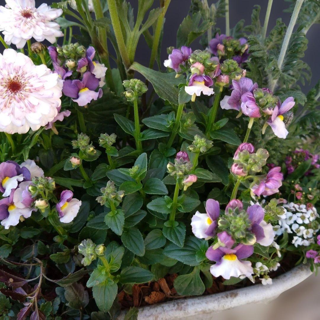 寄せ植え　 アンティークブリキ鉢　花