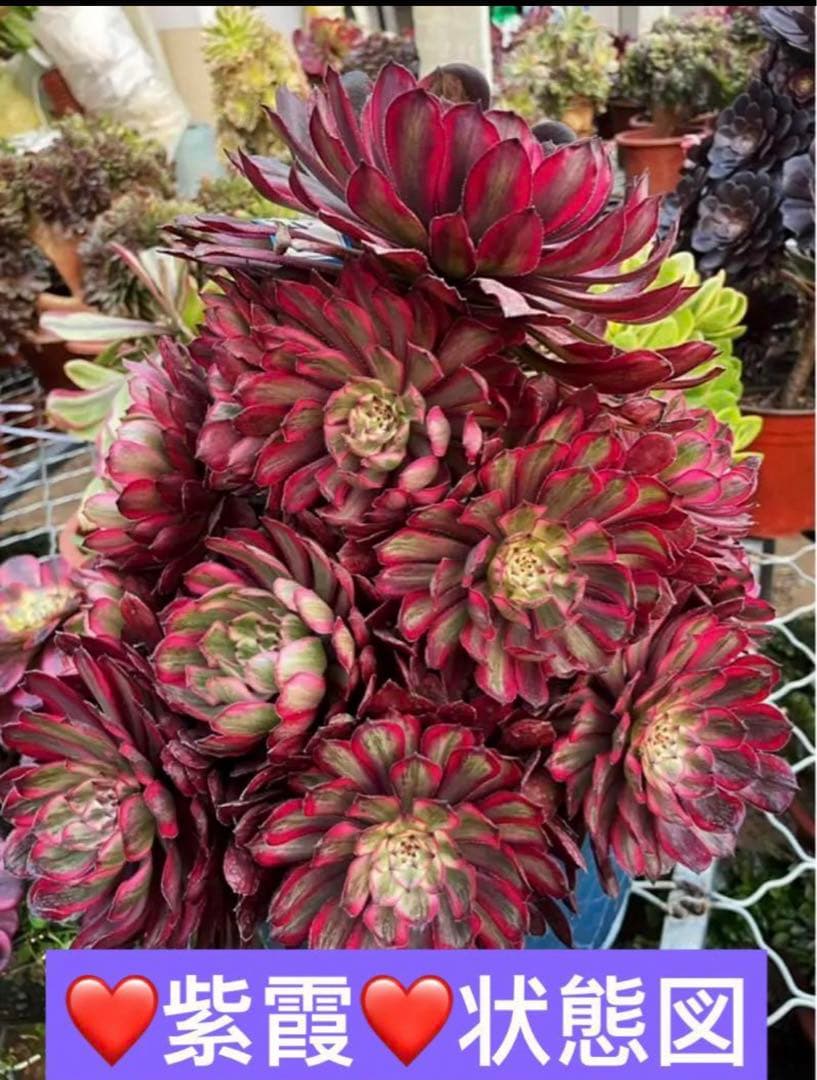 多肉植物アエオニウム錦❤️紫霞❤️状態図