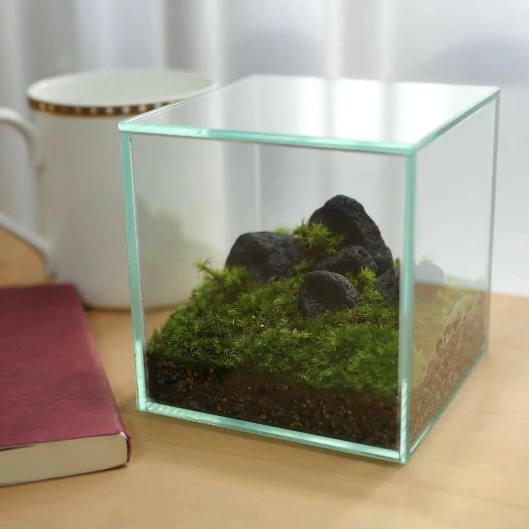 苔テラリウム/インテリア/10cm/一点物/苔リウム/完成品