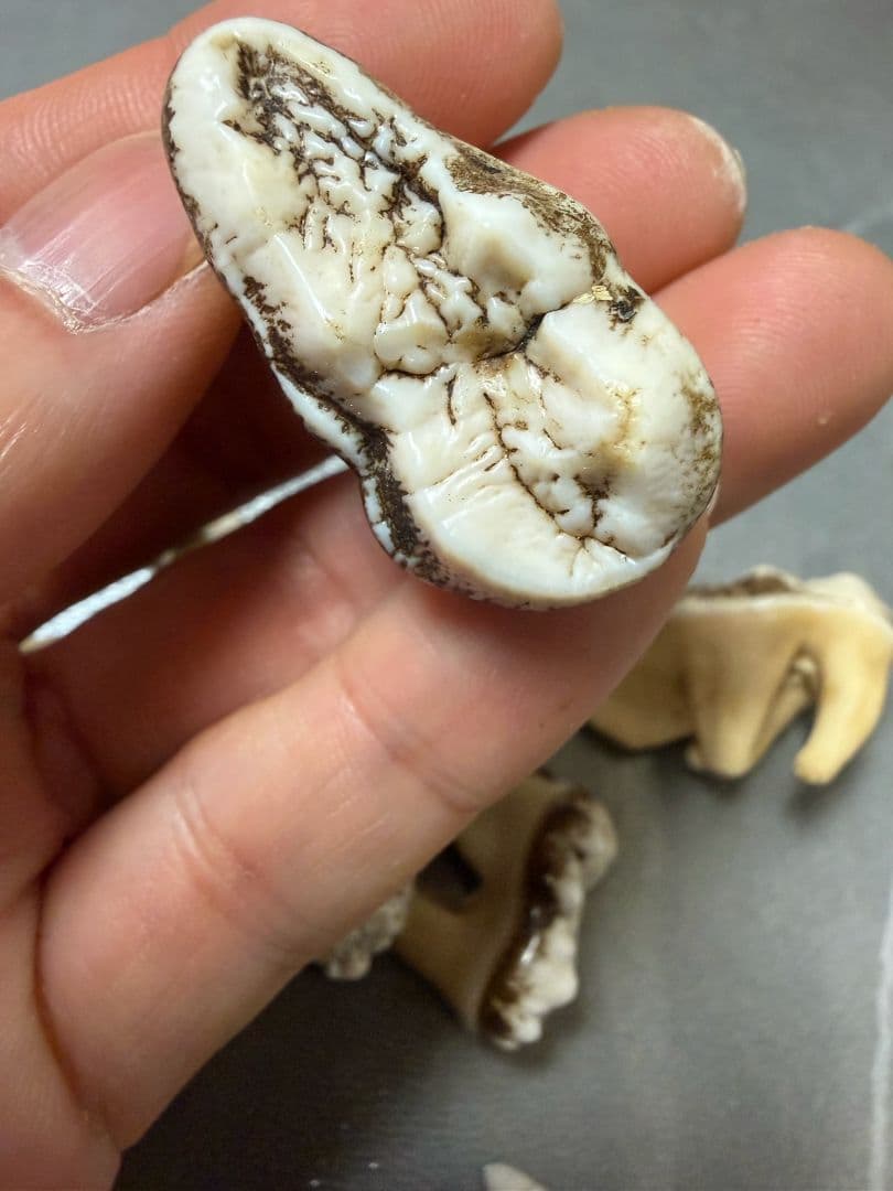 熊の牙 熊歯