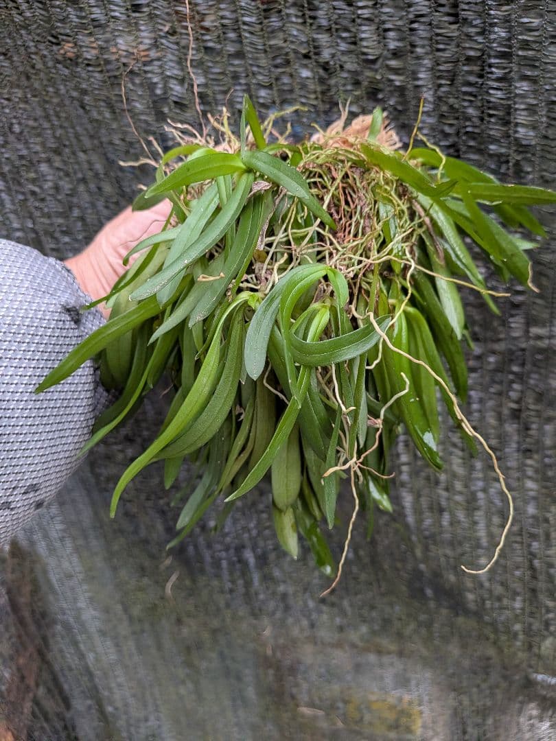 俊*村様 山野草、ラン科植物、着生植物　[カシノキラン]　超特大株