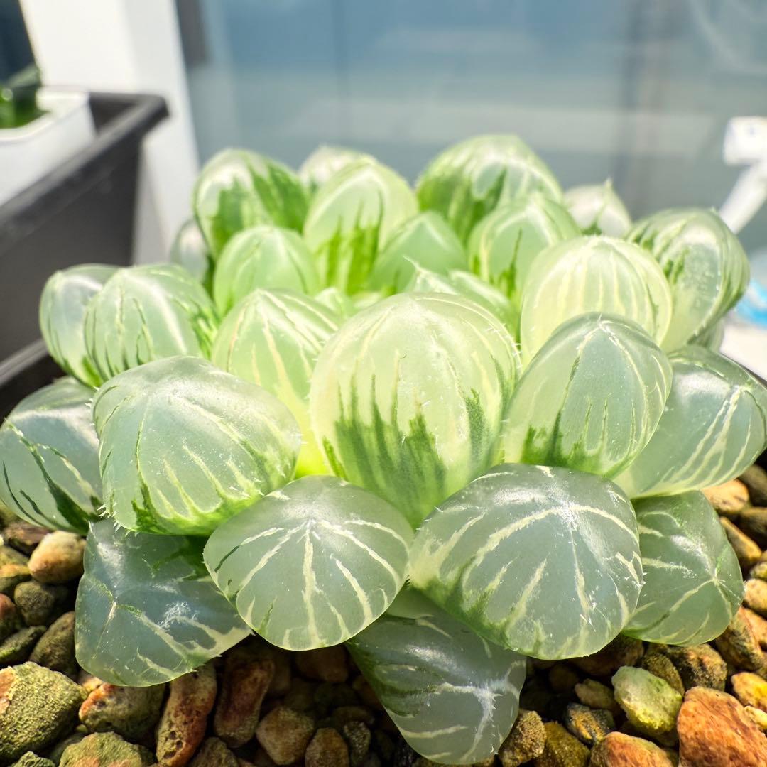 多肉植物 ハオルチア 自宅実生オブツーサ錦 75番 大型種 極上斑 未繁殖苗