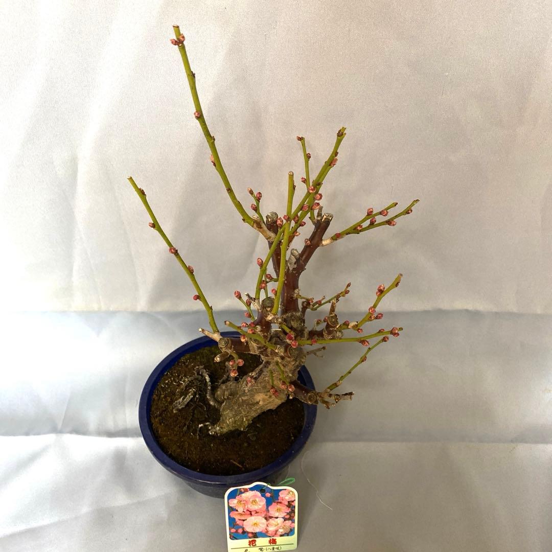 紅梅　盆栽　植木　梅　苔