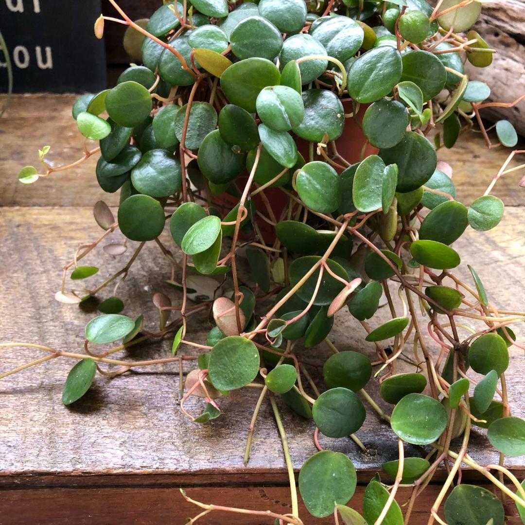 ★ポットごと♡ペッパースポット♡ペペロミア♡希少♡観葉植物♡