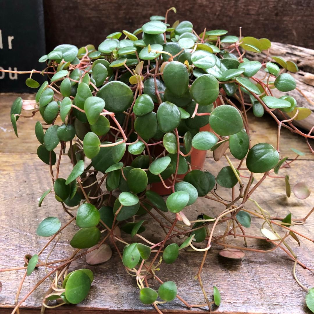 ★ポットごと♡ペッパースポット♡ペペロミア♡希少♡観葉植物♡