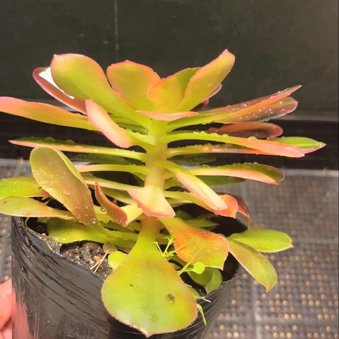 36#多肉植物アエオニウム錦❤️サラダボール花顏錦❤️1大頭17cm拔き苗！