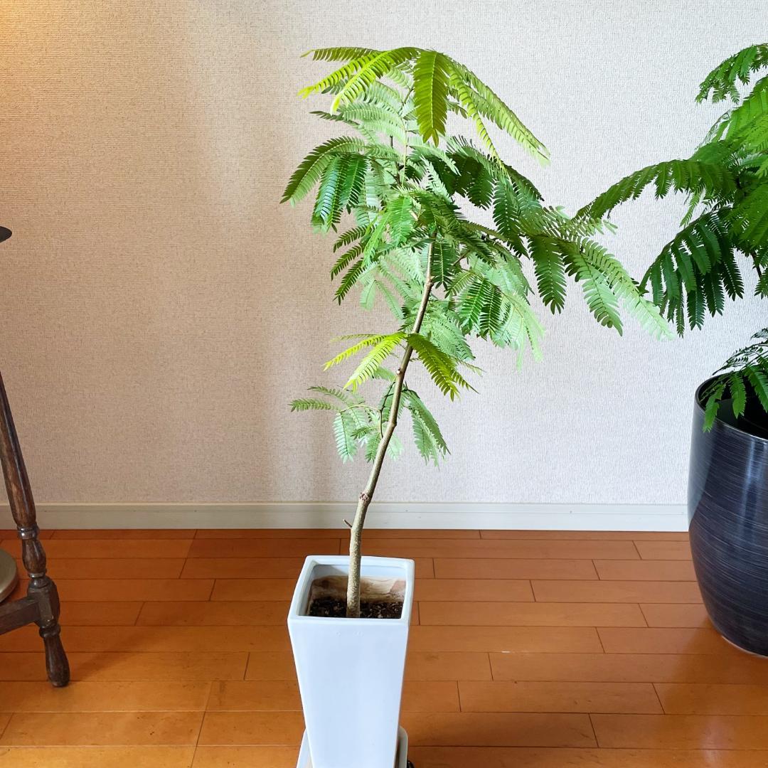 【ロング陶器鉢で高級感ありあり◎】エバーフレッシュ 7号