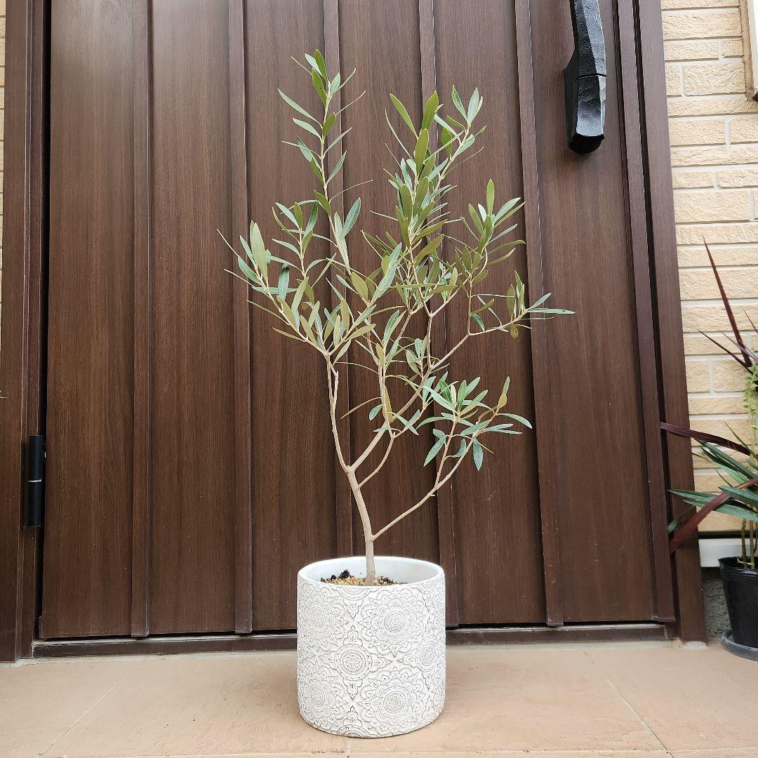 オリーブ　チプレッシーノ　デザインテラコッタ鉢植え　苗木　シンボルツリー